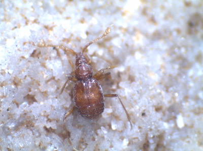 12042011 grottamolara